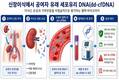 신장이식 후 불필요한 조직검사 줄인다…혈액검사 결합해 '거부반응 정밀 선별'