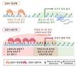 서울대병원, 갑상선암 촉진 'EZH1 Q571R' 돌연변이 기전 규명