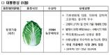 배추 '청명가을' 대한민국 최고 품종 선정